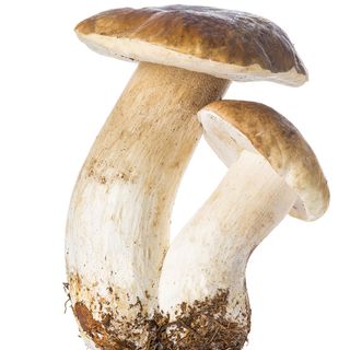 Nấm gan bò Nấm gan bò