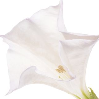 Hoa cà độc dược trắng