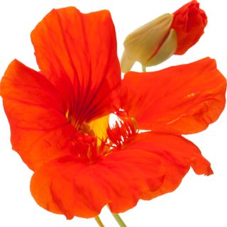 Hoa sen cạn Hoa sen cạn