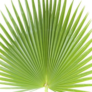 Lá cọ Lá cọ