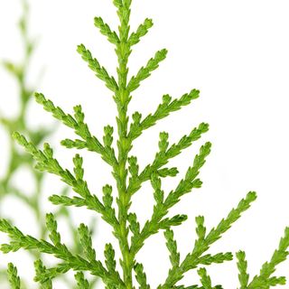 Cây Trắc Bách Diệp Cây Trắc Bách Diệp