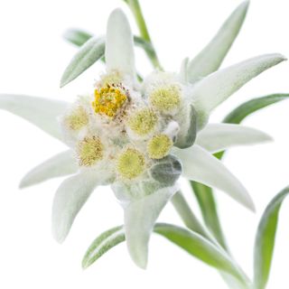 Hoa nhung tuyết Hoa nhung tuyết