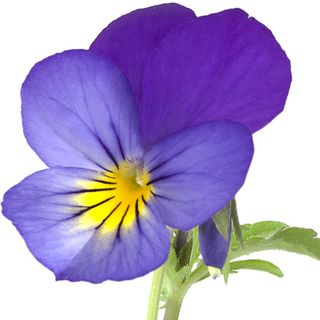 Hoa bướm Hoa bướm