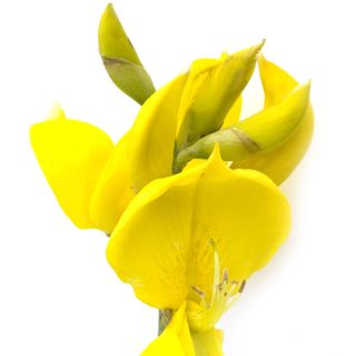 Hoa đậu chổi Hoa đậu chổi