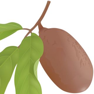 Trái Cupuaçu Amazon Trái Cupuaçu Amazon