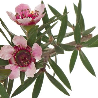 Cây Manuka Cây Manuka