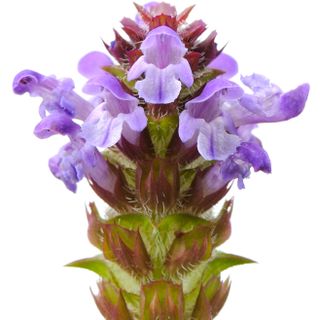 Cỏ tưa Cỏ tưa