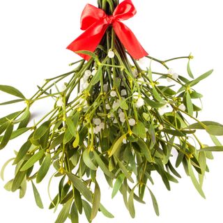 Cây tầm gửi Cây tầm gửi