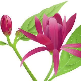 Cây dâu bụi Cây dâu bụi