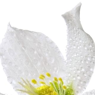 Hương Indole Hương Indole