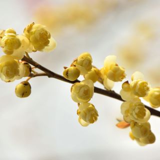 Cây màng tang Cây màng tang