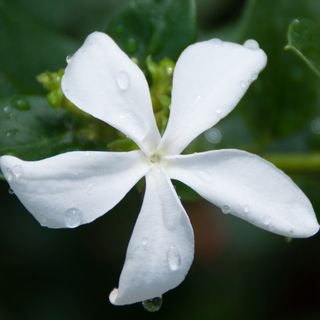 Cây Sữa đồng