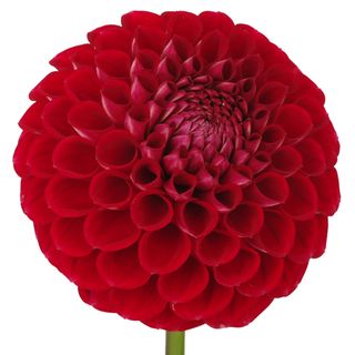 Hoa thược dược Hoa thược dược