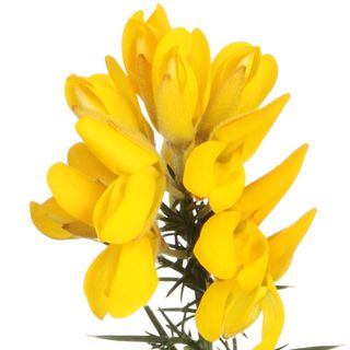 Cây Kim Tước Cây Kim Tước