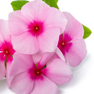 Mai dạ thảo Mai dạ thảo