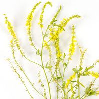 Cỏ Ba Lá Ngọt Cỏ Ba Lá Ngọt