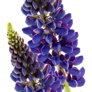 Hoa Lupin