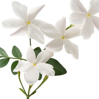 hương hoa nhài hương hoa nhài