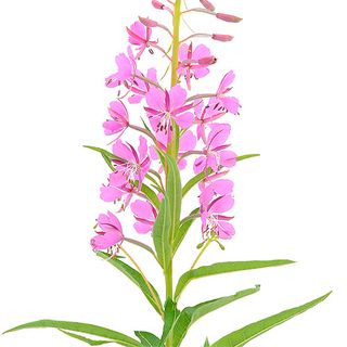 Cỏ lửa Cỏ lửa