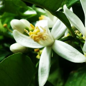 Hoa cam Bergamot Hoa cam Bergamot