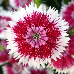 Dianthus Dianthus