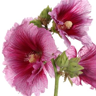 Cây Hollyhock