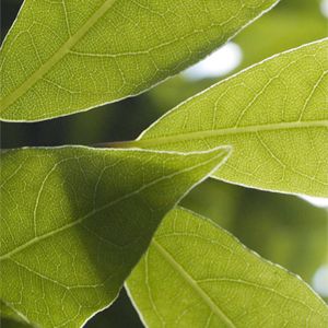 Tinh dầu Lá Nguyệt Quế Tinh dầu Lá Nguyệt Quế