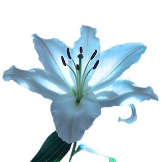 Hoa Lily Xanh Hoa Lily Xanh