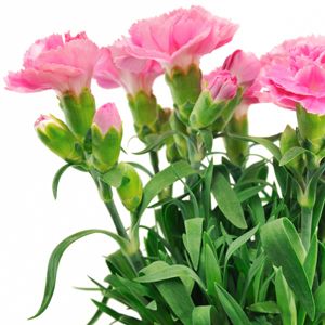 Lá cẩm chướng Lá cẩm chướng