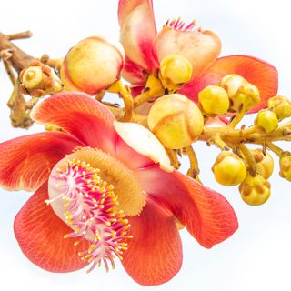 Hoa ngọc kỳ lân Hoa ngọc kỳ lân