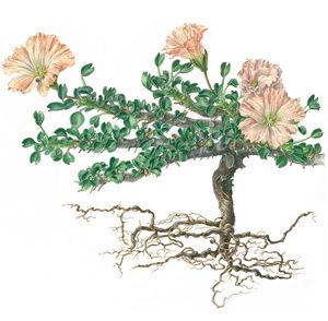 Nến Bushman Nến Bushman