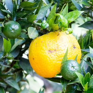 Cam Chinotto