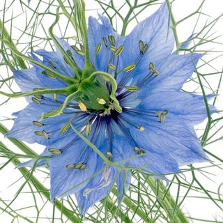 Hạt Đen (Nigella)