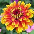 Hoa Zinnia