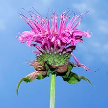 Cây Monarda