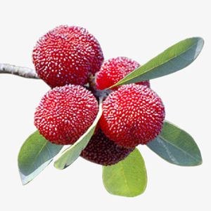 Cây Nguyệt Quế Rừng Cây Nguyệt Quế Rừng