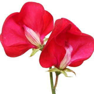 Hoa Đậu Ngọt Hoa Đậu Ngọt