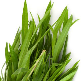 Cây ngải dấm Cây ngải dấm