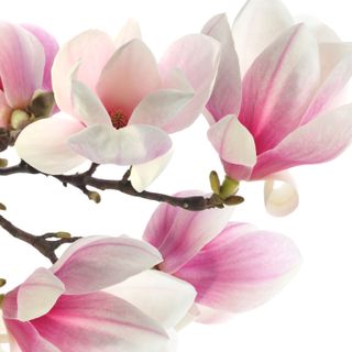 Hợp chất hương Mộc lan