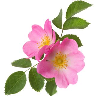 Hoa hồng Eglantine Hoa hồng Eglantine