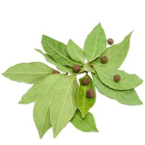 Lá Ớt Pimento Lá Ớt Pimento