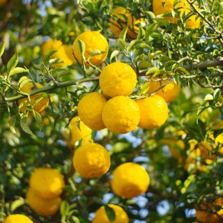 Hoa Yuzu Hoa Yuzu