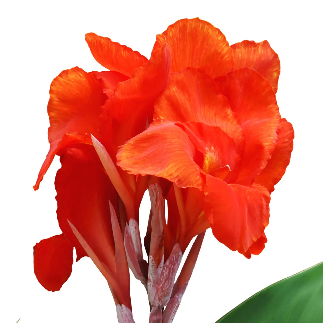Hoa Dong Riềng