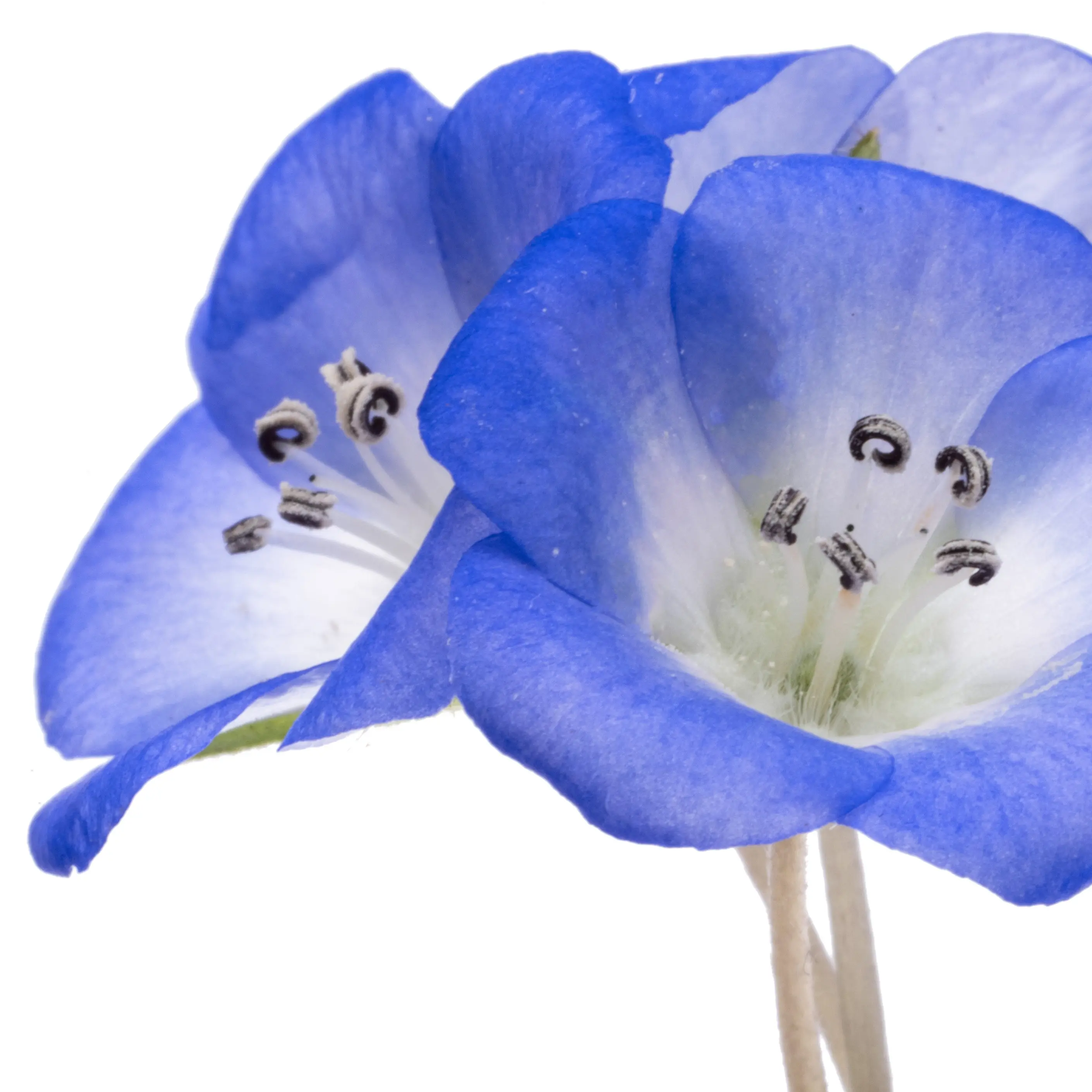 Hoa Nemophila
