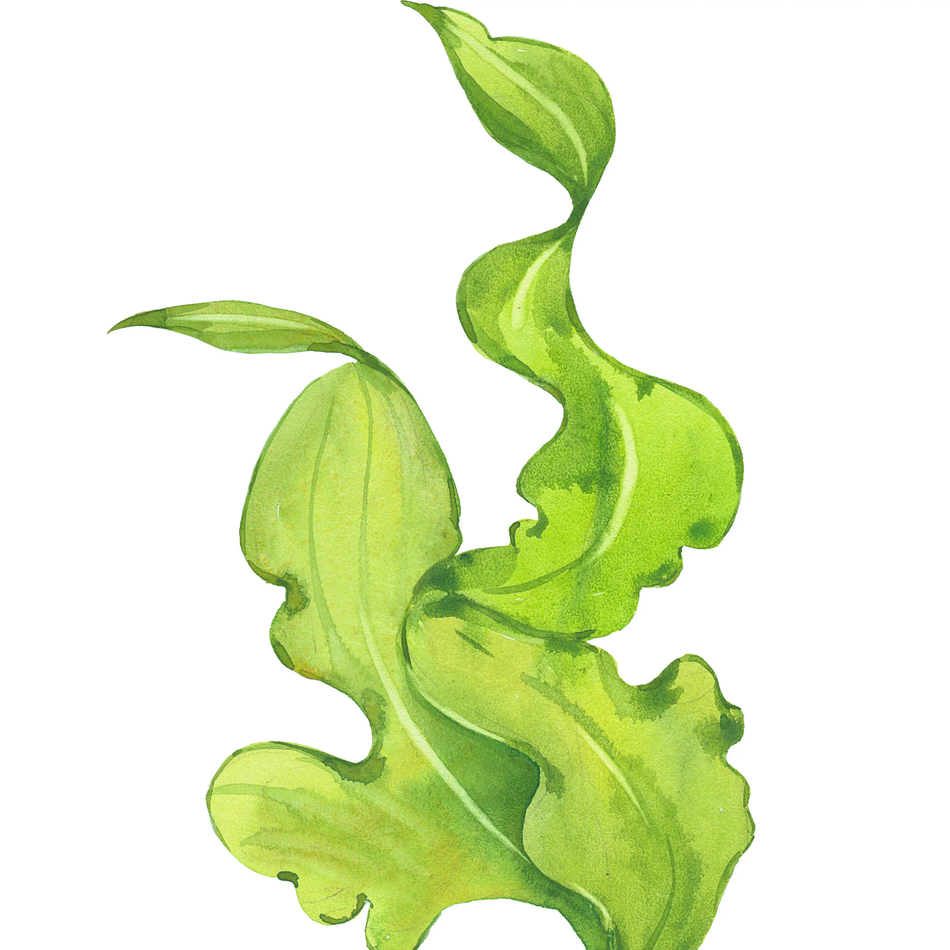 Tảo
