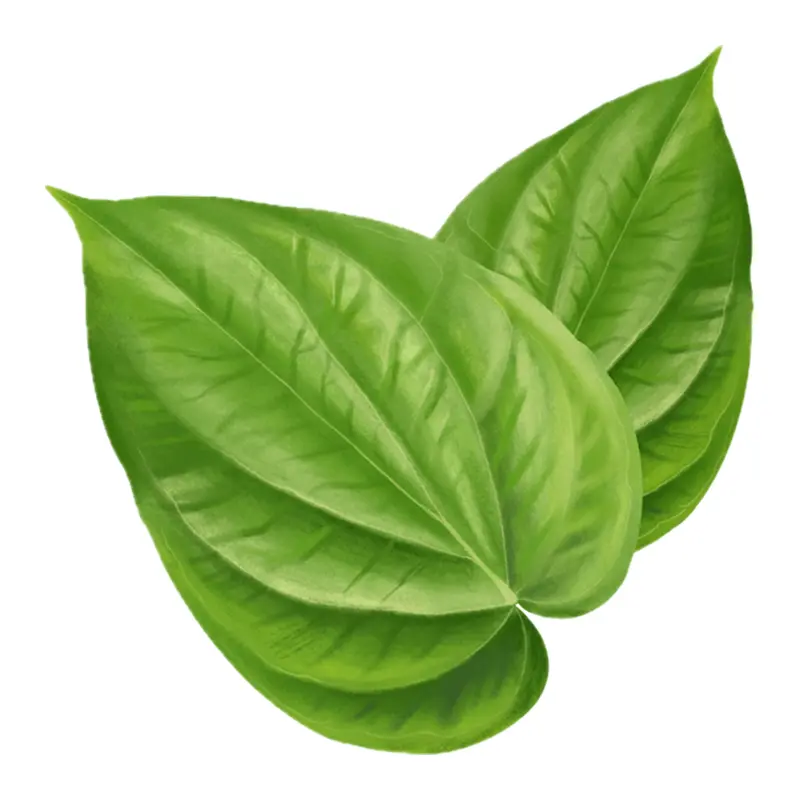 Lá trầu không