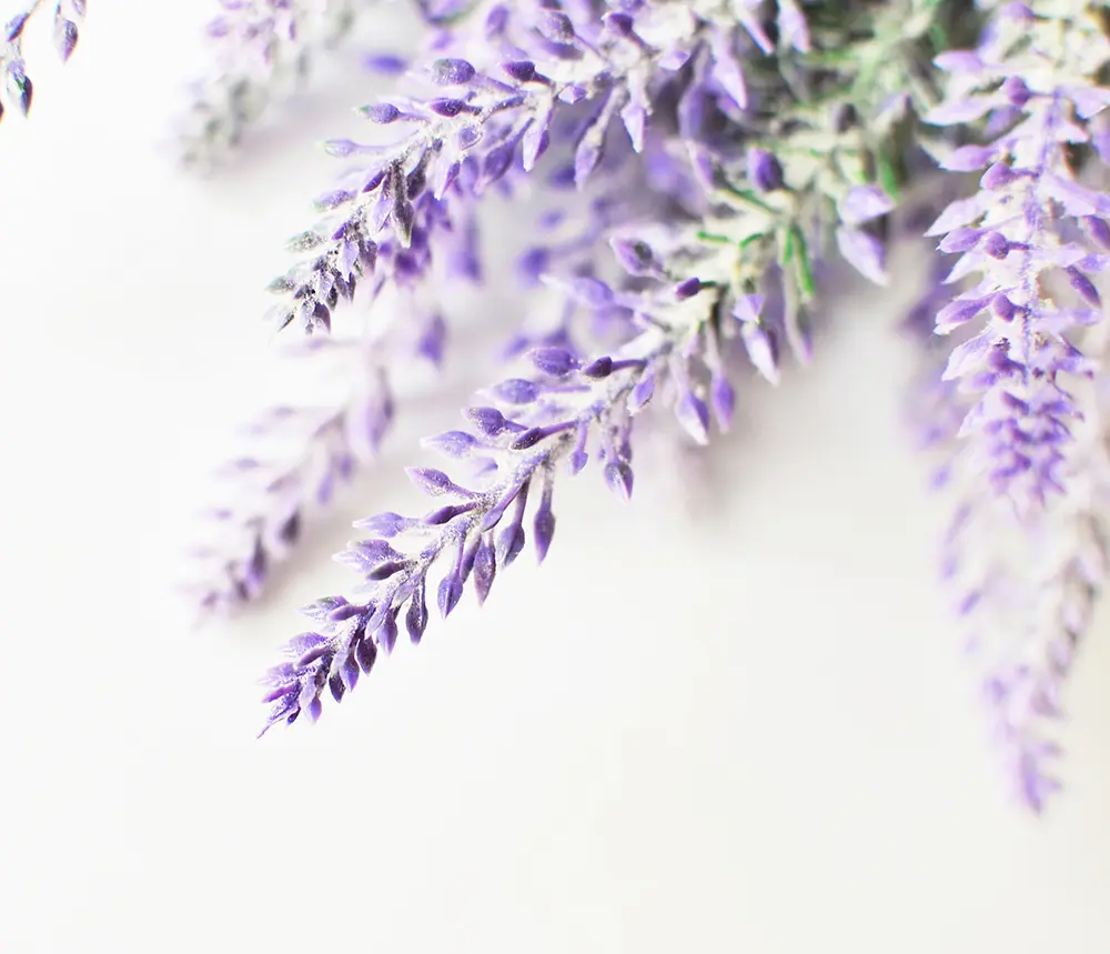 Michel Hy