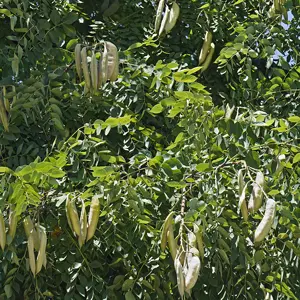 Cây cà phê