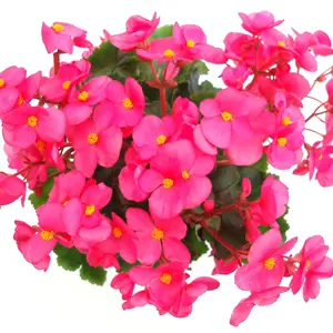 Hoa Thu Hải Đường