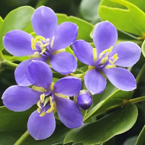 Gỗ Guayacan